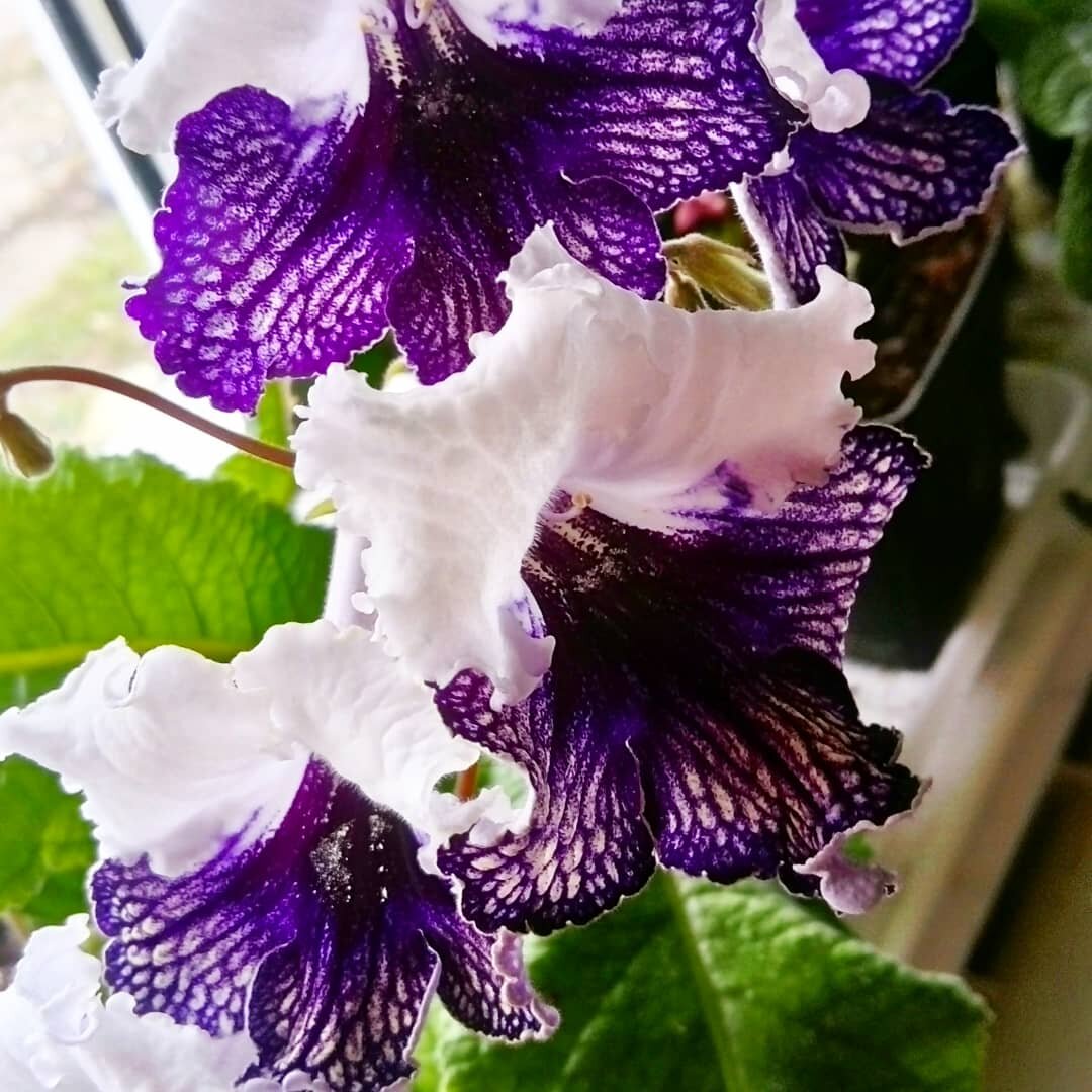 Лолита, Клещиньский