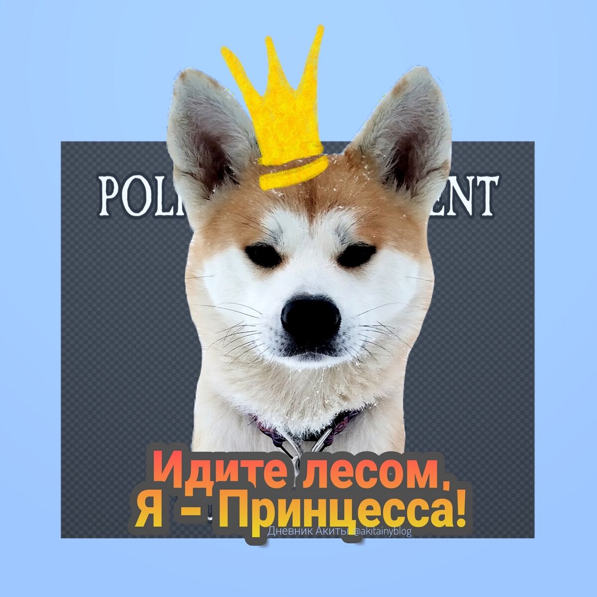 Аките Йоке полтора годика)