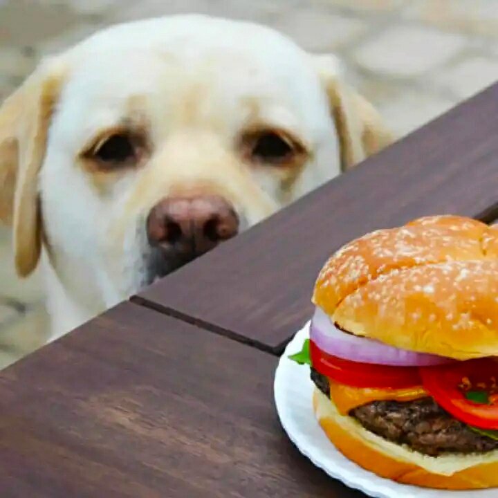 Еда из Макдоналдса вызывает привыкание