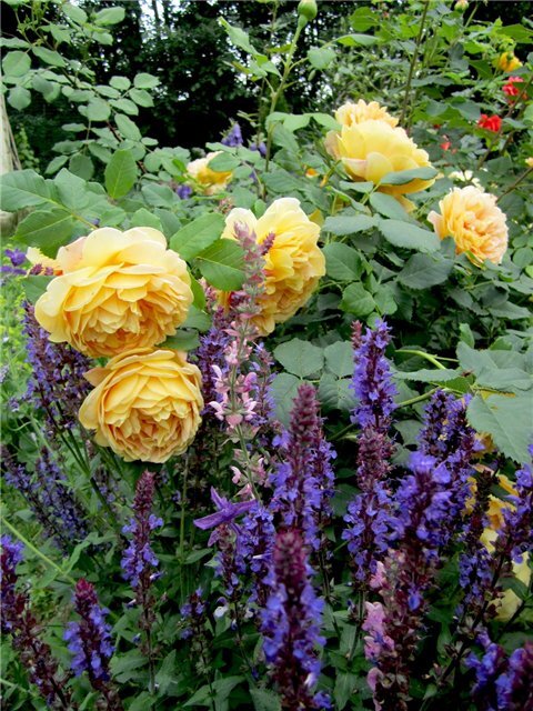 Роза и шалфей 