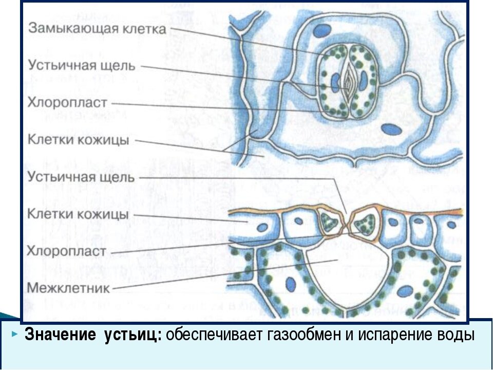 Устьица соединяют внутреннее пространство листа с внешней средой. 