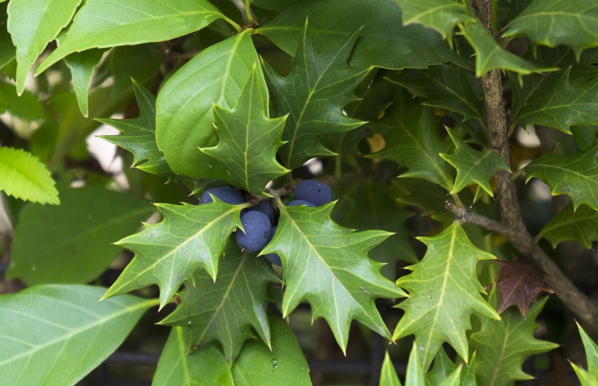 Pruning the Holly - The Martha Stewart Blog