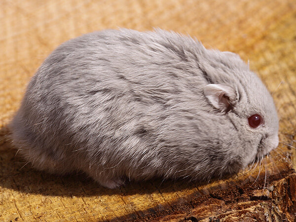 Окрас сирень КГ у джунгарского хомяка