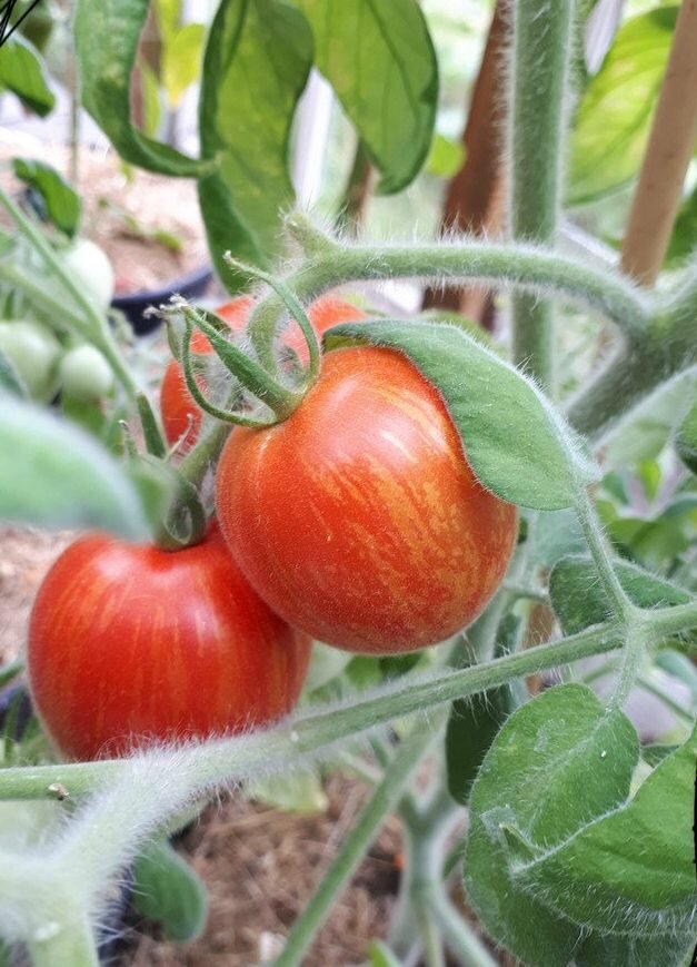 Томат Фуззи Вуззи (фото из открытого источника)