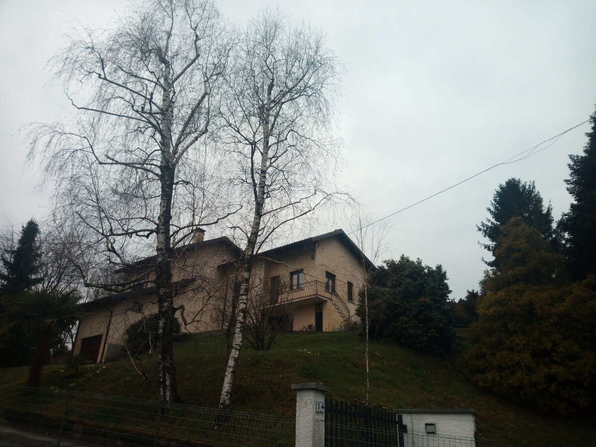 почти в каждом дворе растут берёзки