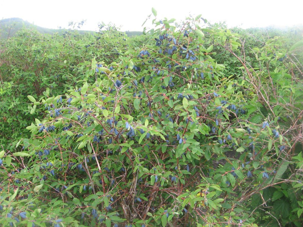 куст жимолости