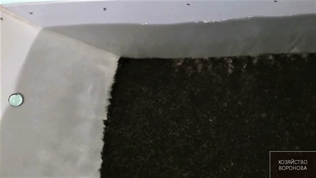 Икра на стадии вылупления