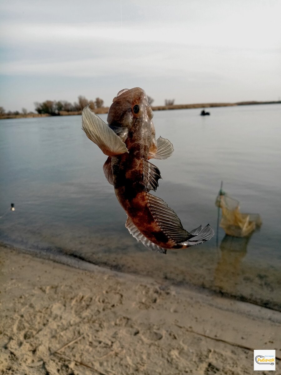 азовское море бычки