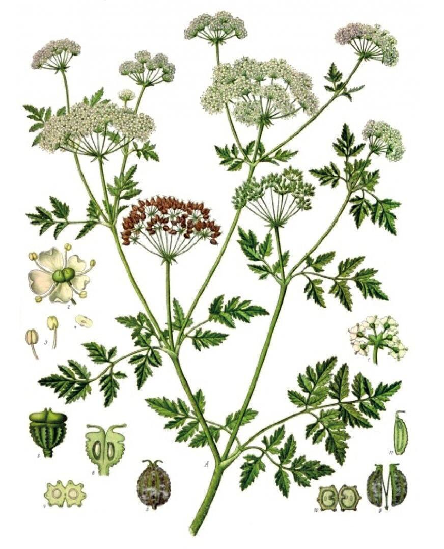 Болиголов пятнистый (Conīum maculātum)