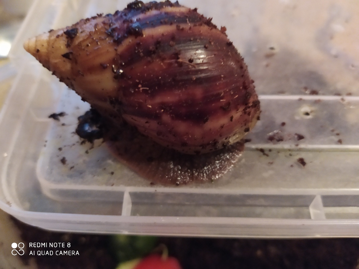 Улитка ахатина