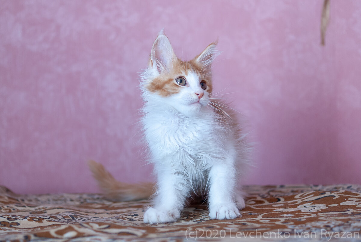 рыженький котенок Мейн кун играет с дразнилкой
