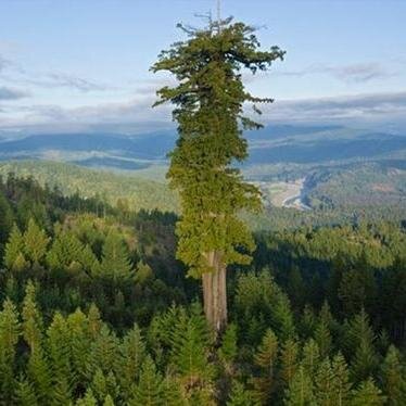 самое высокое в мире дерево