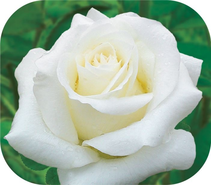 Белая роза сорта названия фото и описание
