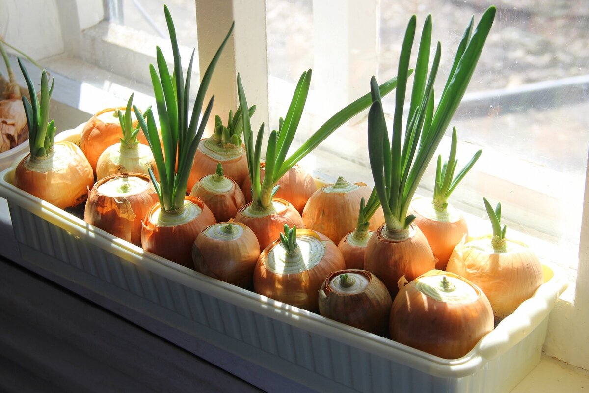 Лук на подоконнике