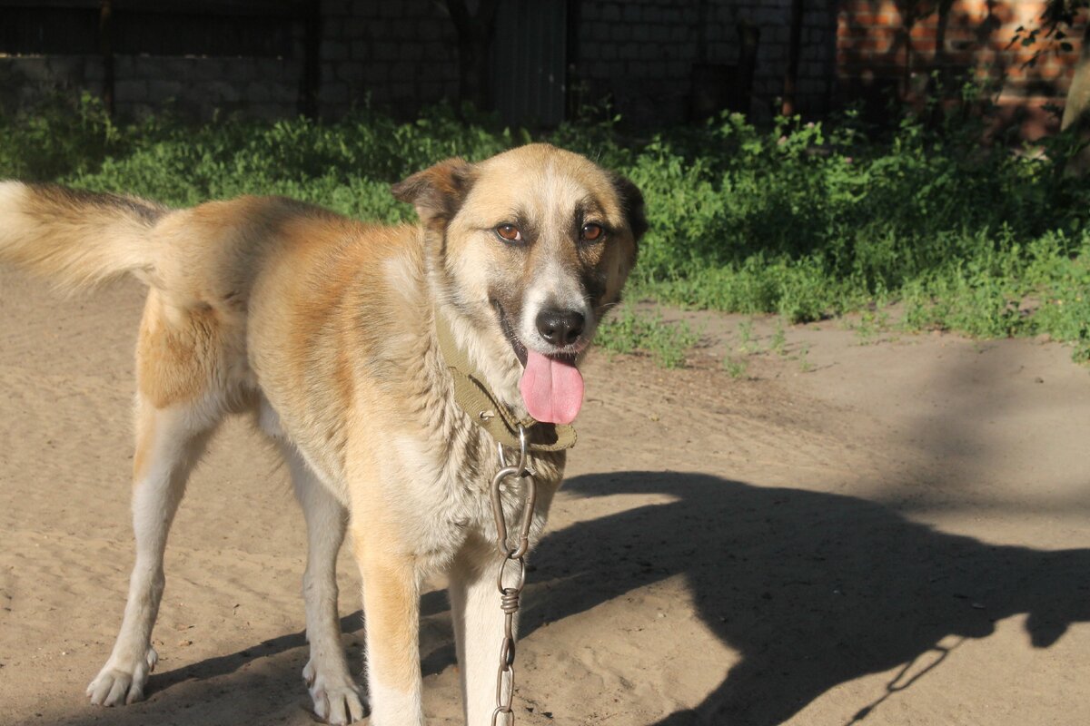   Собака любимая