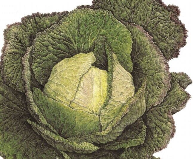 Потрясающая техника работы цветными карандашами