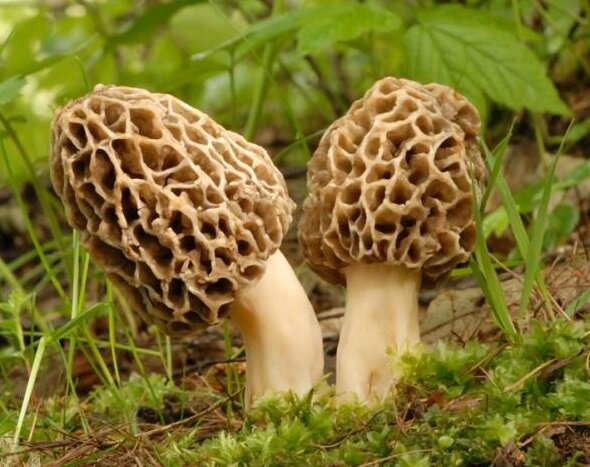 Сморчок. источник https://yandex.ru/images/search?from=tabbar&text=сморчок%20обыкновенный%201&p=2&pos=60&rpt=simage&img_url=https%3A%2F%2Fwww.mygardenismyspace.com%2Fwp-content%2Fuploads%2F2020%2F01%2FMOREL-MUSHROOM-KITS.jpg