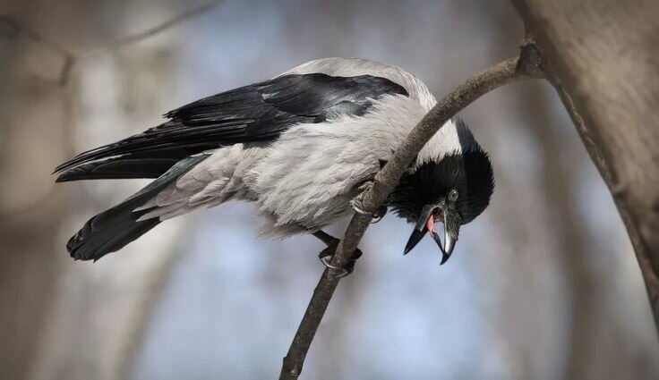 изображение взято для примера, автор неизвестен