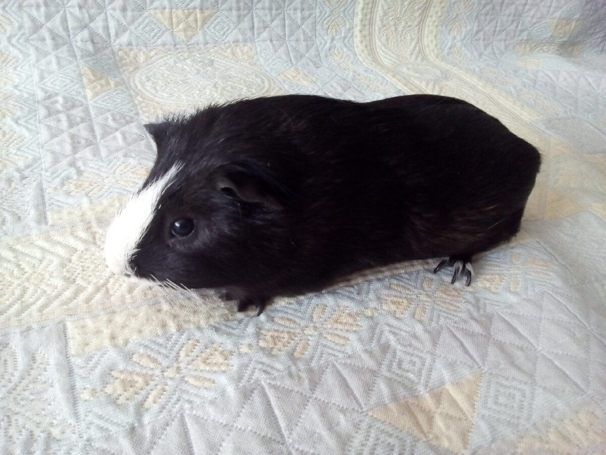 Фунтику 11 месяцев!