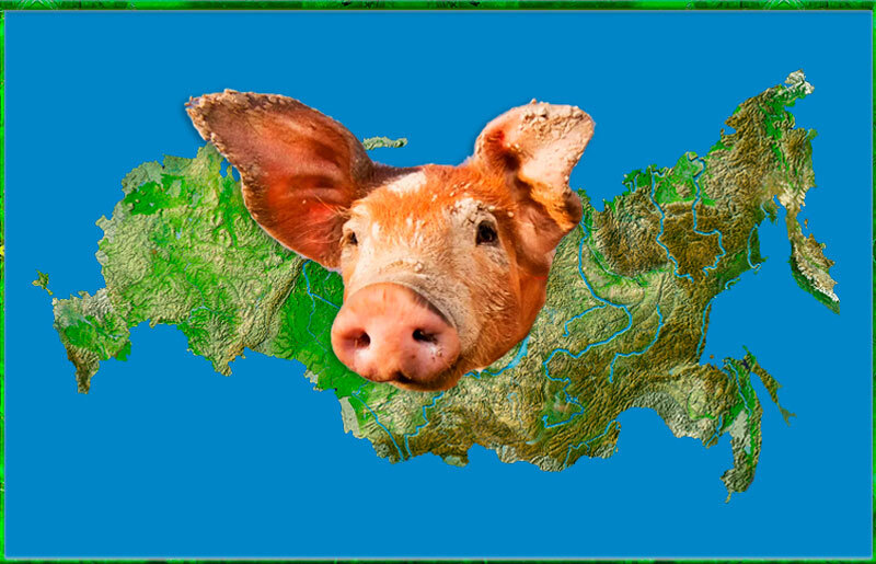 Свиньи – наше все