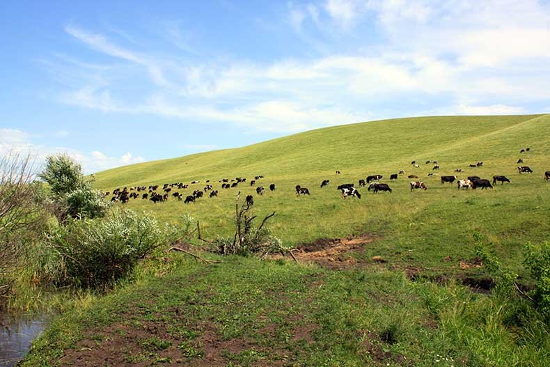 Можно увидеть стада пасущихся коров, овец, табуны лошадей.