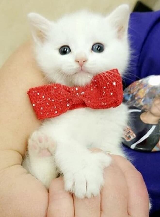Котенок. Источник фото: usiki-xvostiki.ru