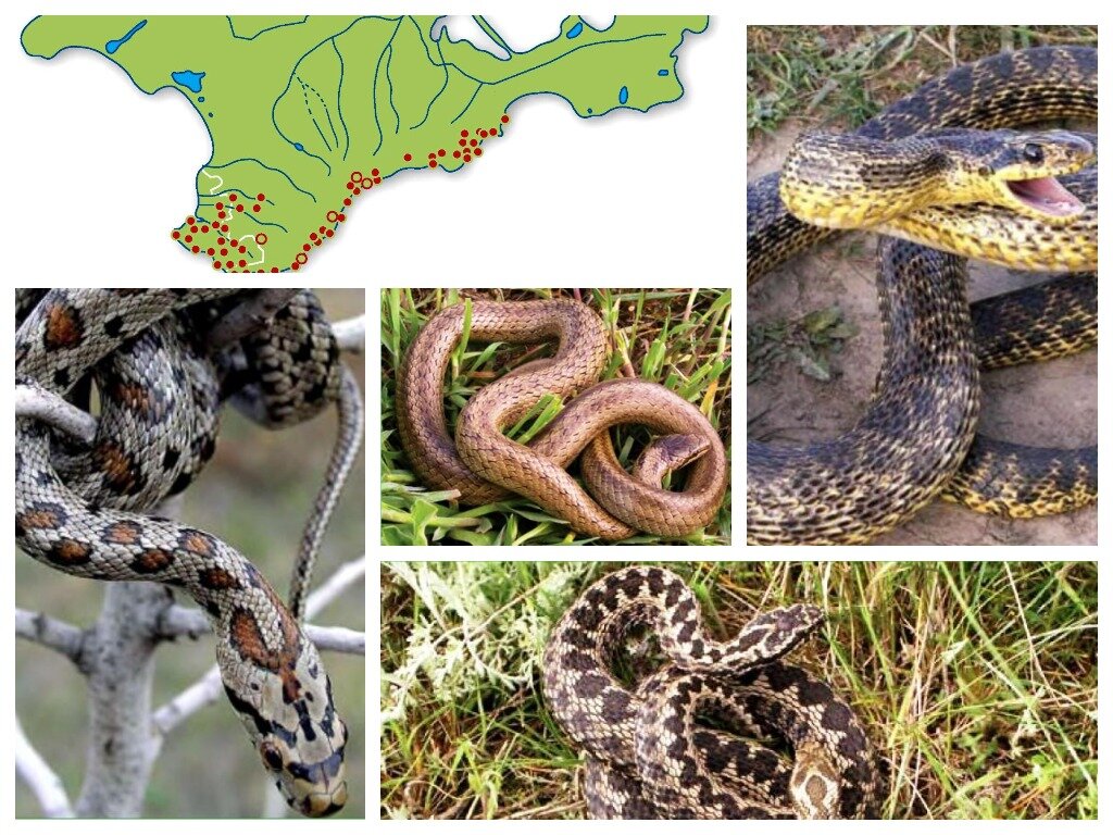 В Крыму обитает 7 видов змей