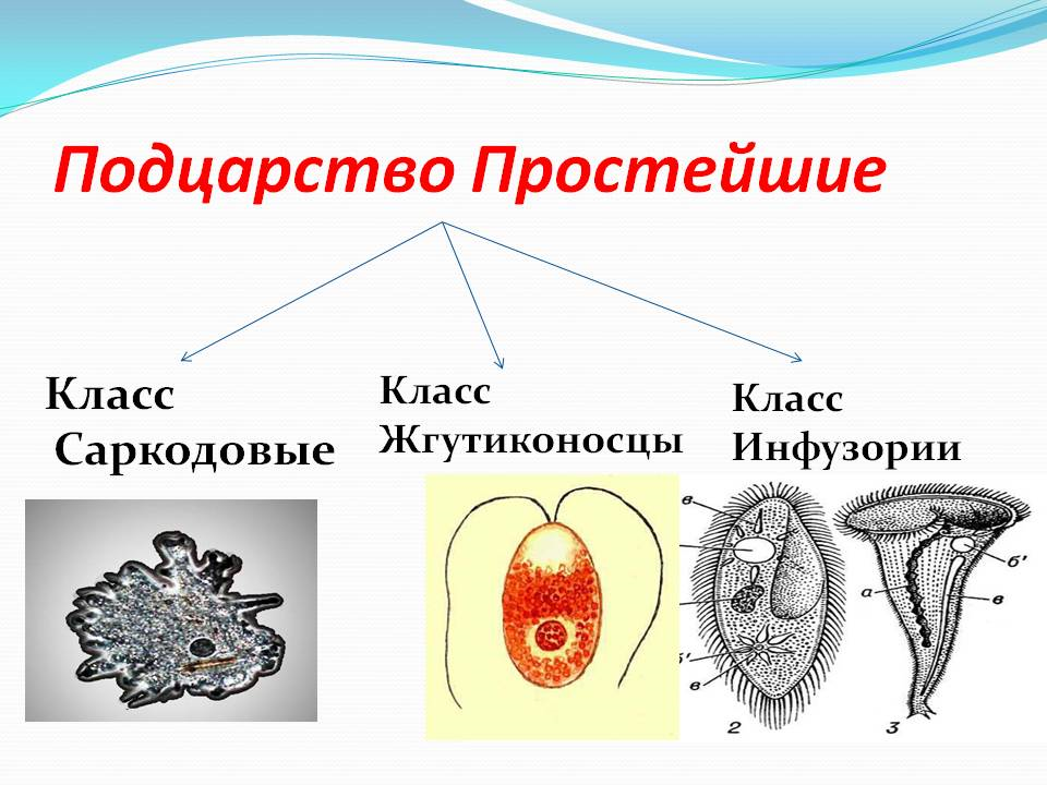 Типы одноклеточных. Простейшие. Одноклеточные организмы. Виды простейших. Представители одноклеточных животных.