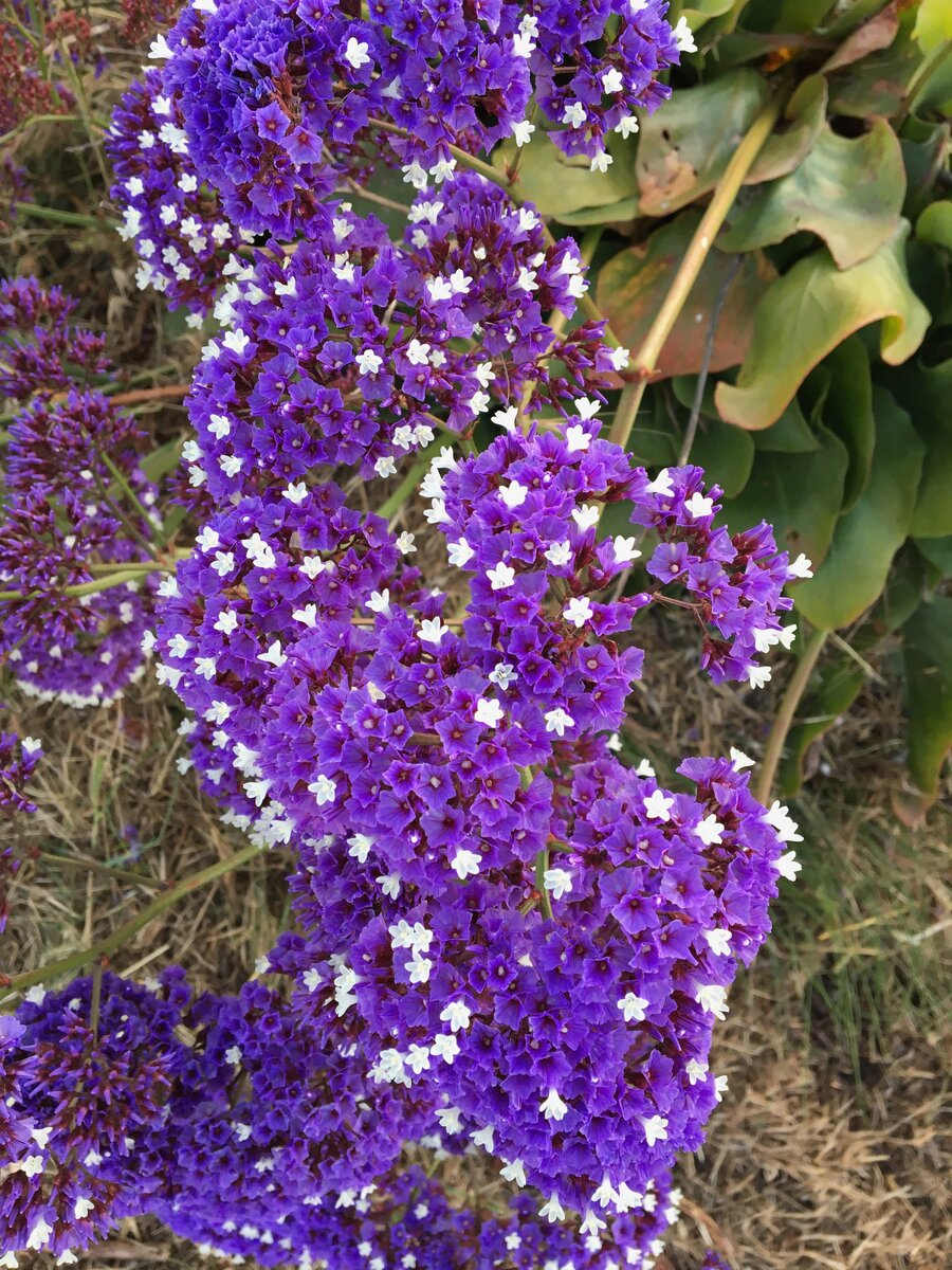 Мы цветем по очереди и очень долго