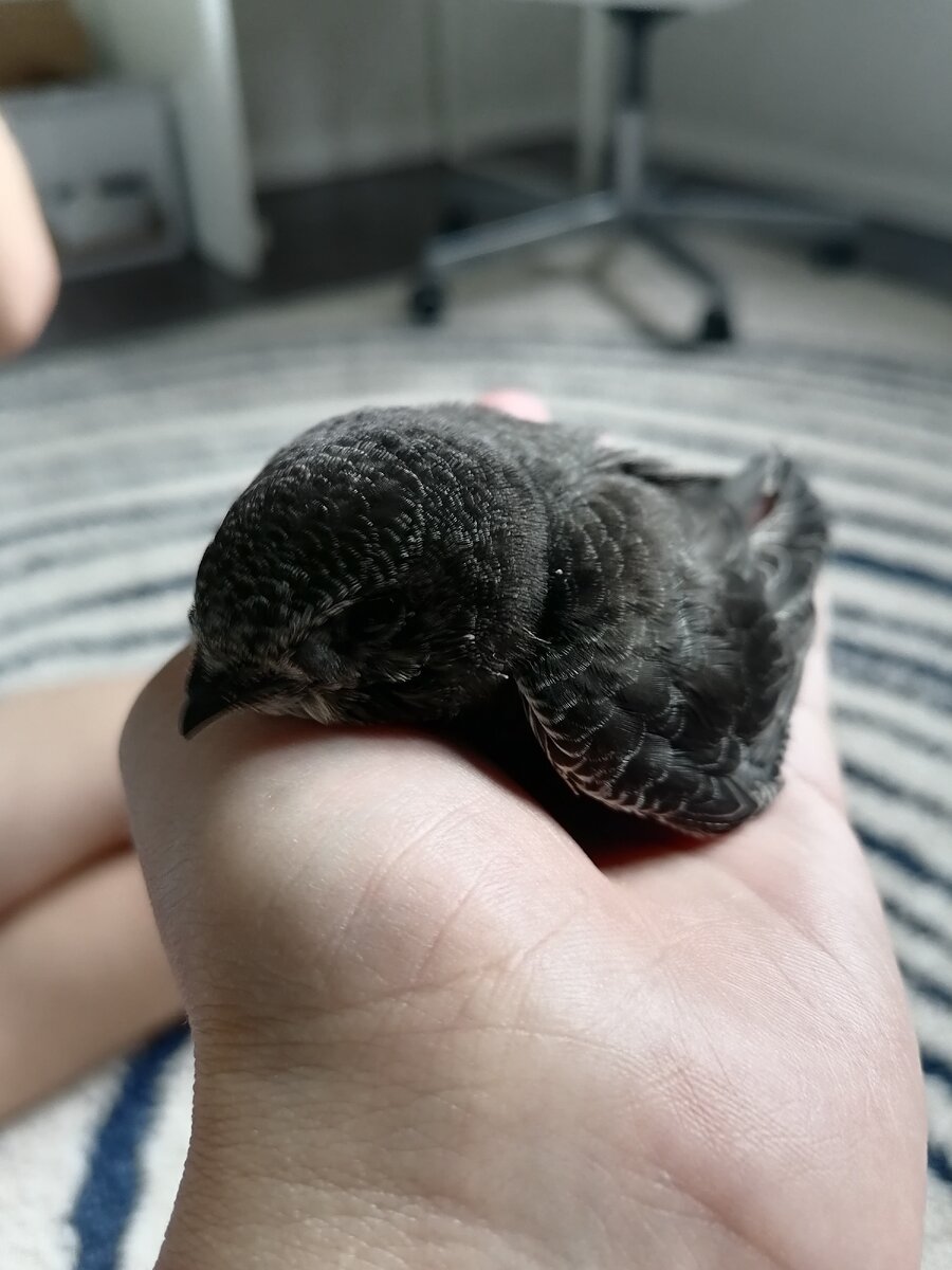 Вялый птенец