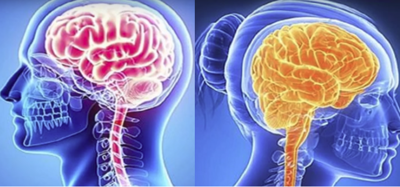 Мужской мозг в среднем на 10% тяжелее, чем женский. Хотя никаких преимуществ в интеллектуальном смысле это не дает.