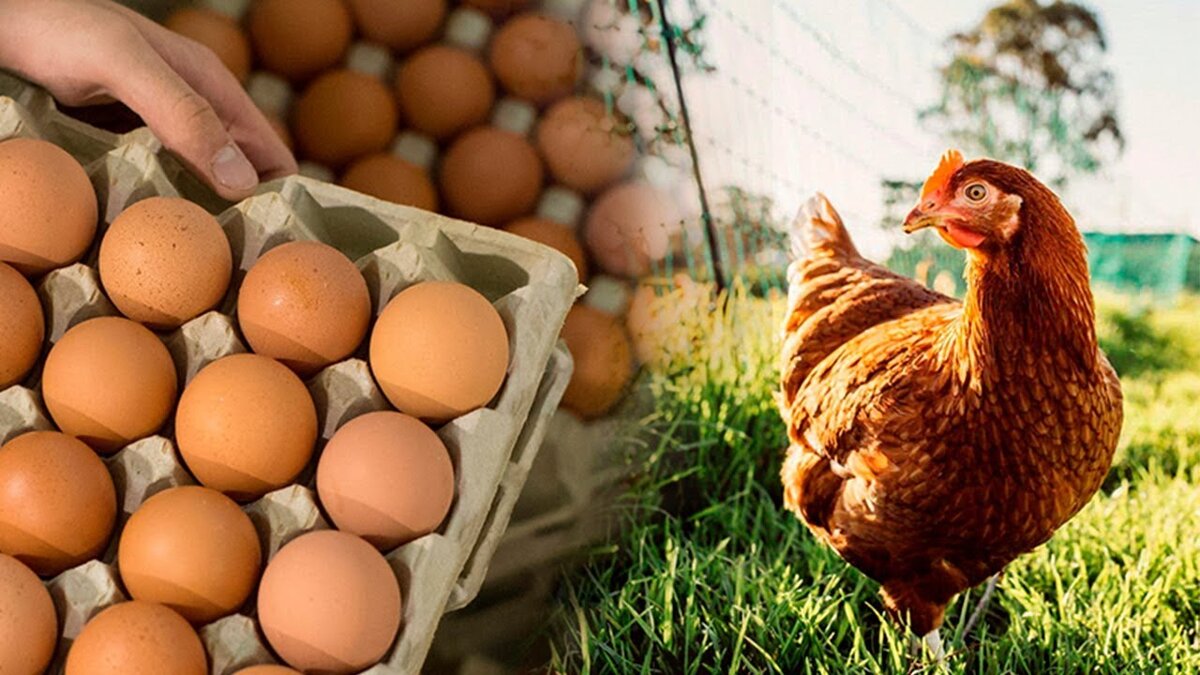 Стандарт яиц курицы. Российское яйцо. Яйца национальный стандарт. Агрофирма закупает куриные яйца в двух домашних хозяйствах 95 45 60.