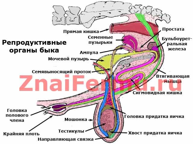 Синехии половых губ — Википедия