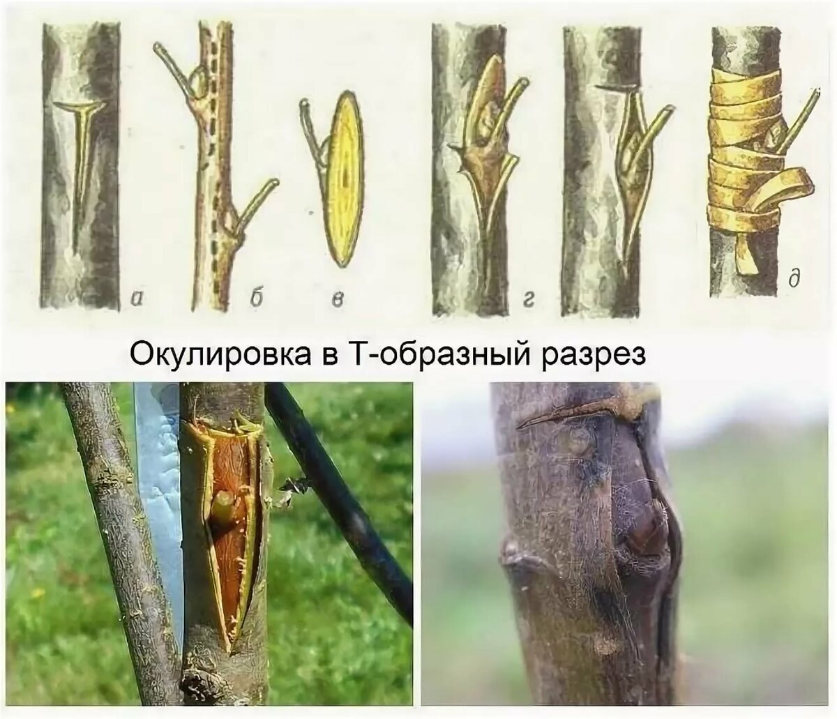 Как правильно делать прививку плодовых деревьев?