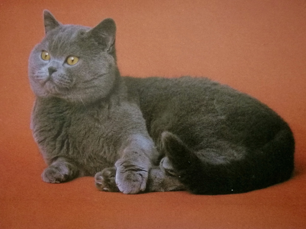 1. Британская короткошерстная. 2. Корат. 3. Европейская короткошерстная. 