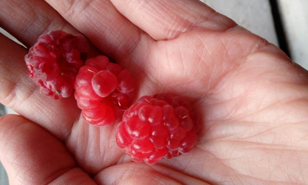 Фото автора.