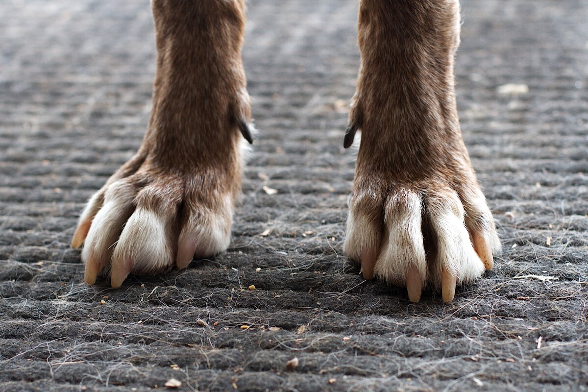 Прибылые пальцы (пятые и даже шестые) у собак ... Интересные факты | Из  жизни собачника🐶 и конника🐎 | Дзен