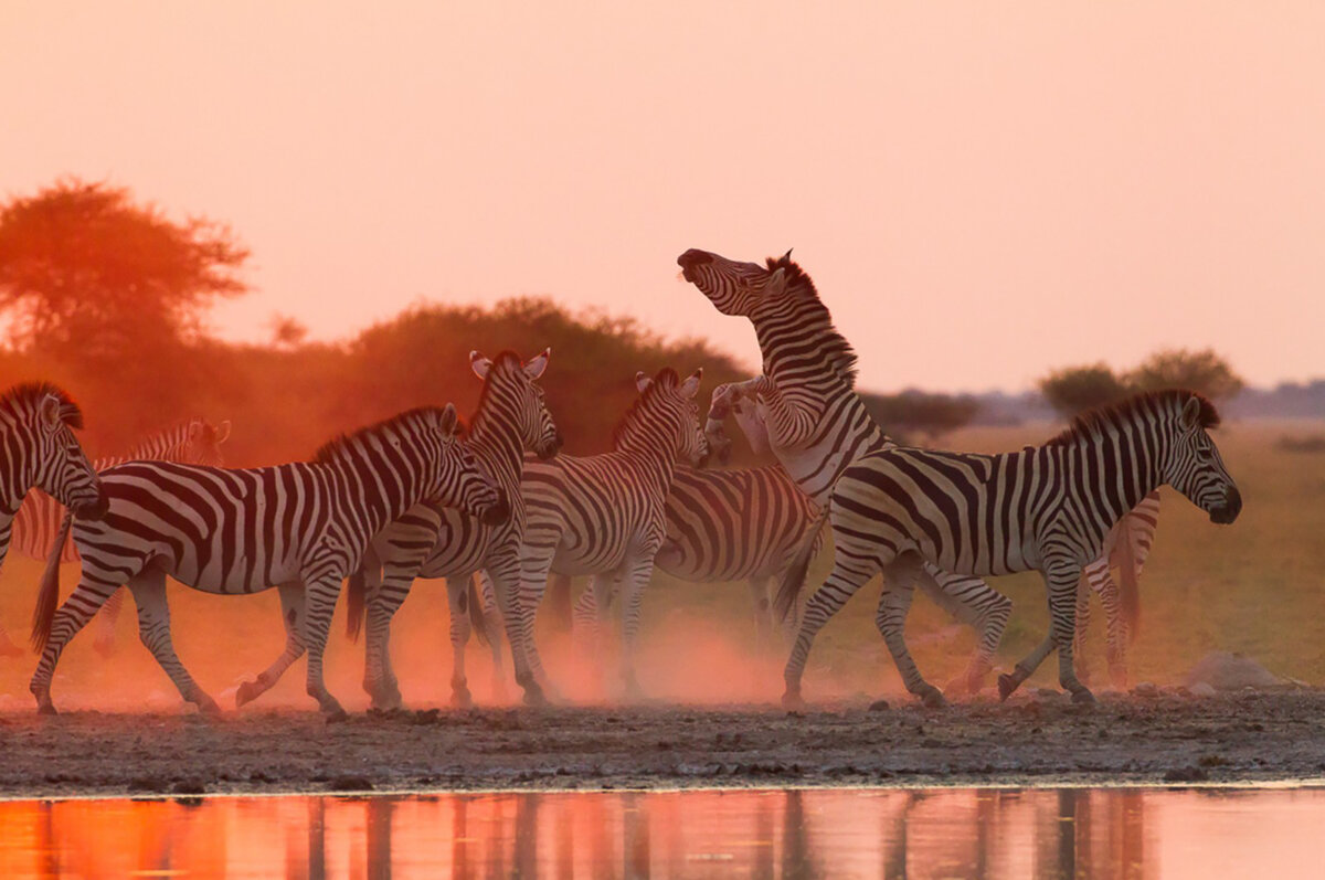 Зебры на водопое на закате. Солончаки Макгадикгади, Ботсвана