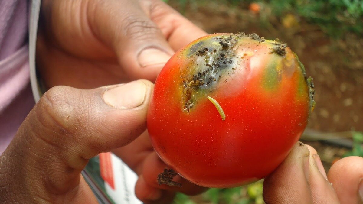 Тута абсолюта на томатах фото