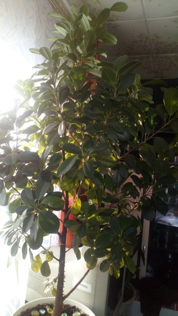 фото автора. Мой фикус Мокламе