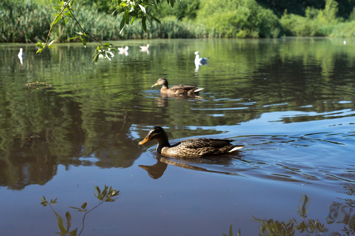 Утиное болото