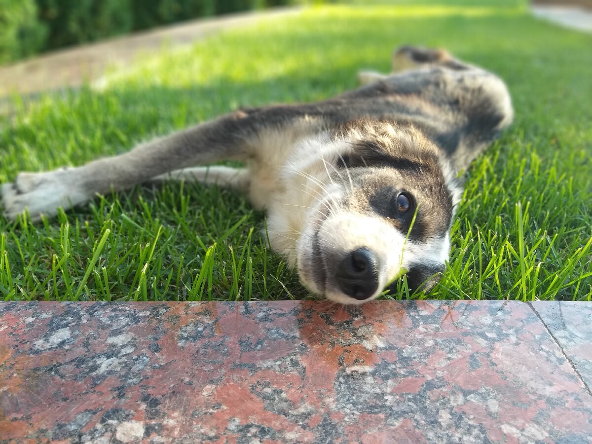 Уличная | Домашняя. Как думаете, чья жизнь более счастливая и полноценная? 