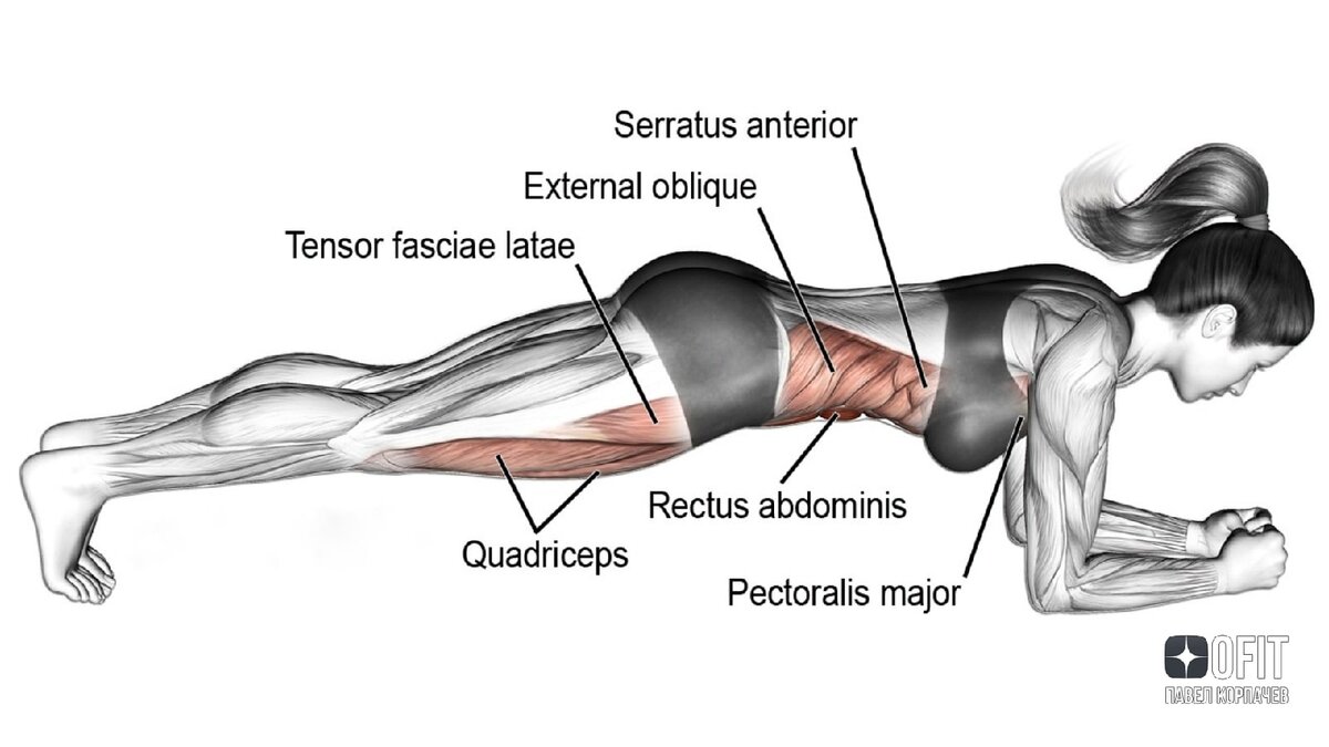 Планка какие мышцы работают у женщин фото до и после