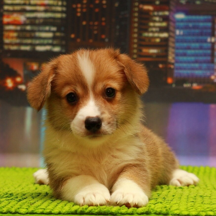 Его зовут  Зевс