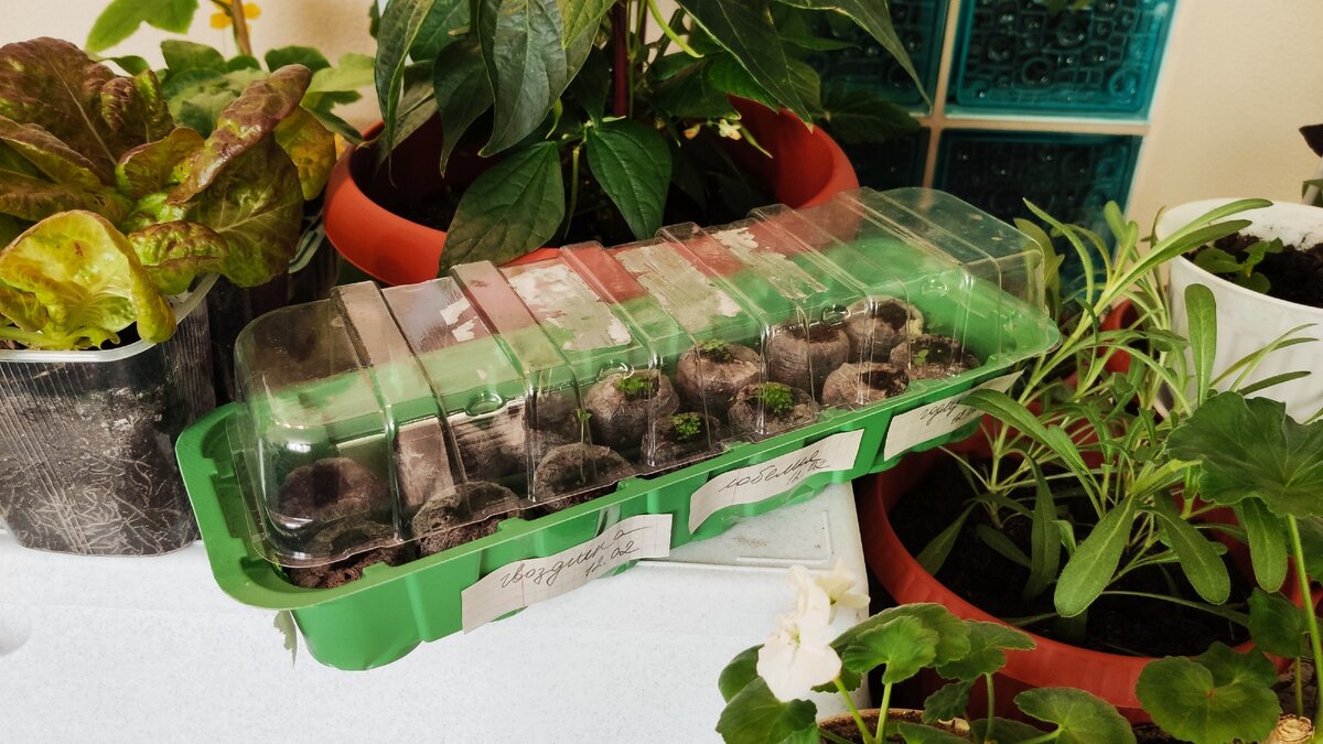 Всходы цветов в торфяных таблетках