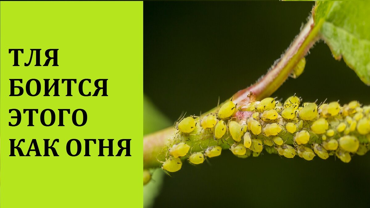 тля - злейший враг садовода и огородника