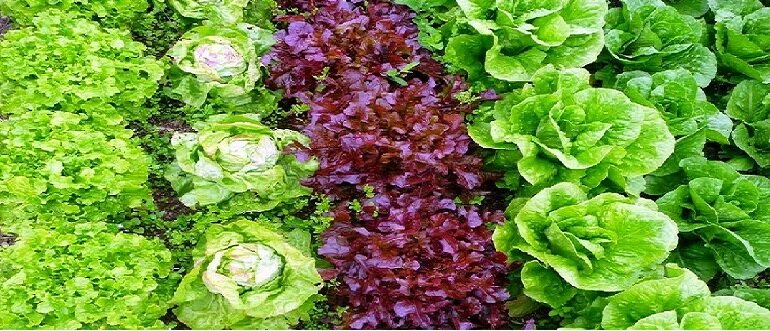 Рассада салата