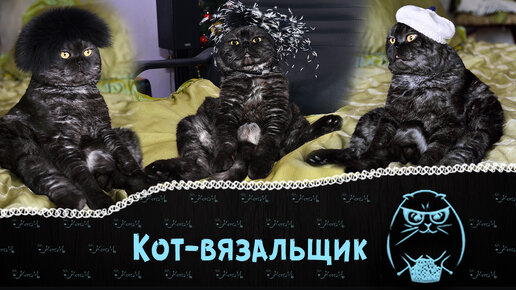 Приколы с котом | Первый в мире КОТ - вязальщик! Основатель бренда 