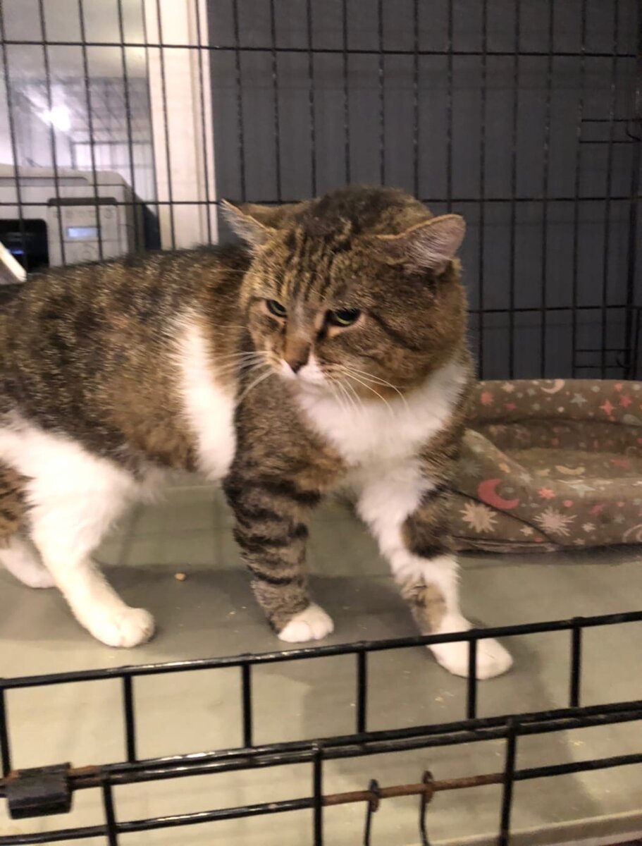 Диабетик Пирожок