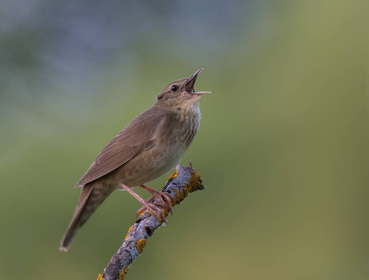 СВЕРЧОК РЕЧНОЙ (Locustella fluviatilis)